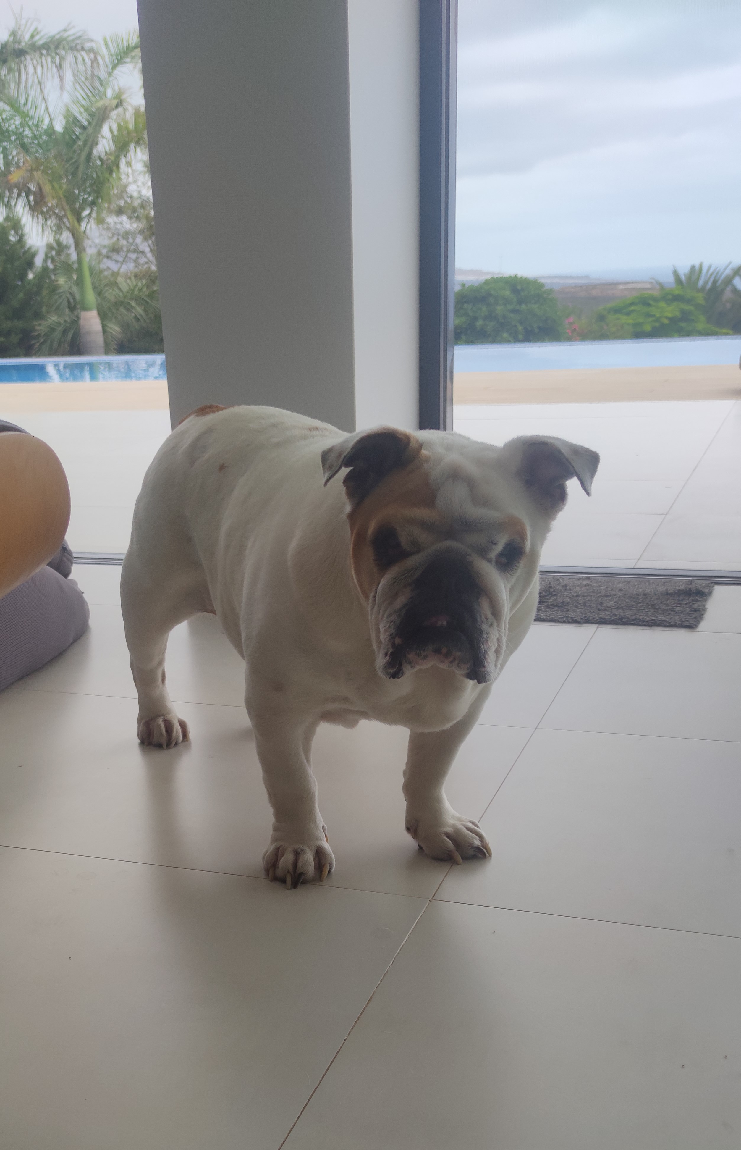 Cuidado de mascota a domicilio